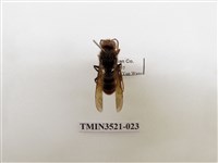 藏品(黃腳虎頭蜂)的圖片